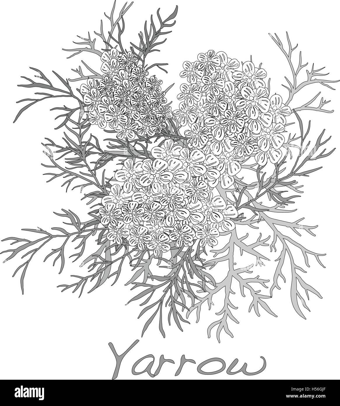 Le millefeuille. Medical Herb. Vector illustration isolé. Illustration de Vecteur