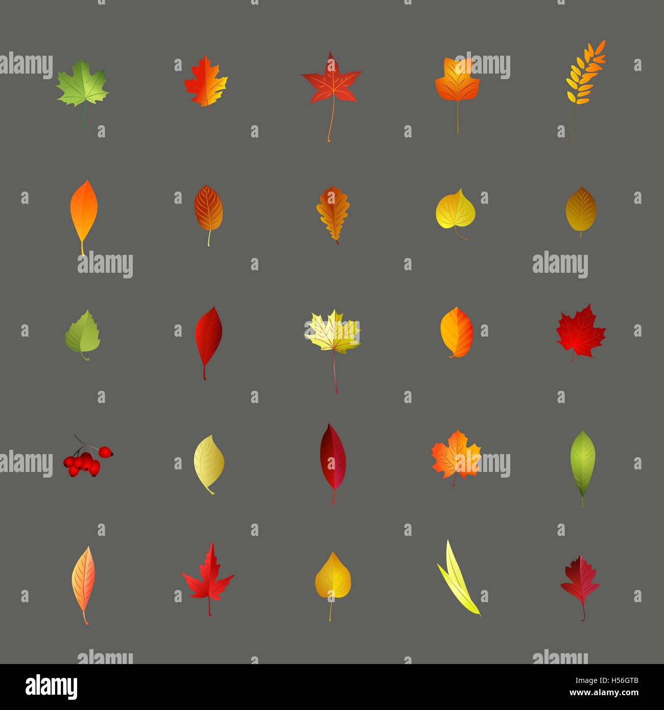 Collection de feuilles d'automne colorées isolé sur gray backgrou Illustration de Vecteur