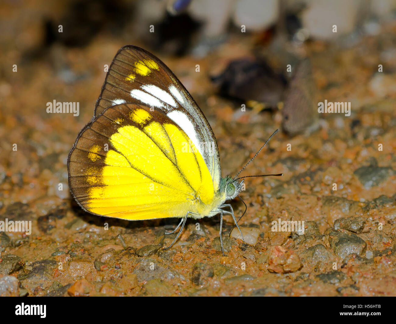 Orange tropicale Cepora gull (Judith), Parc national de Kaeng Krachan, Thaïlande Banque D'Images