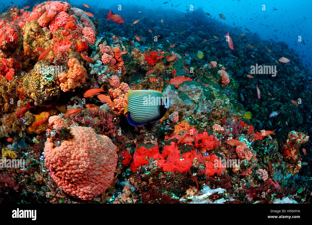 Les récifs coralliens avec les anges (Pomacanthus imperator), Komodo, Océan indien, Indonésie Banque D'Images