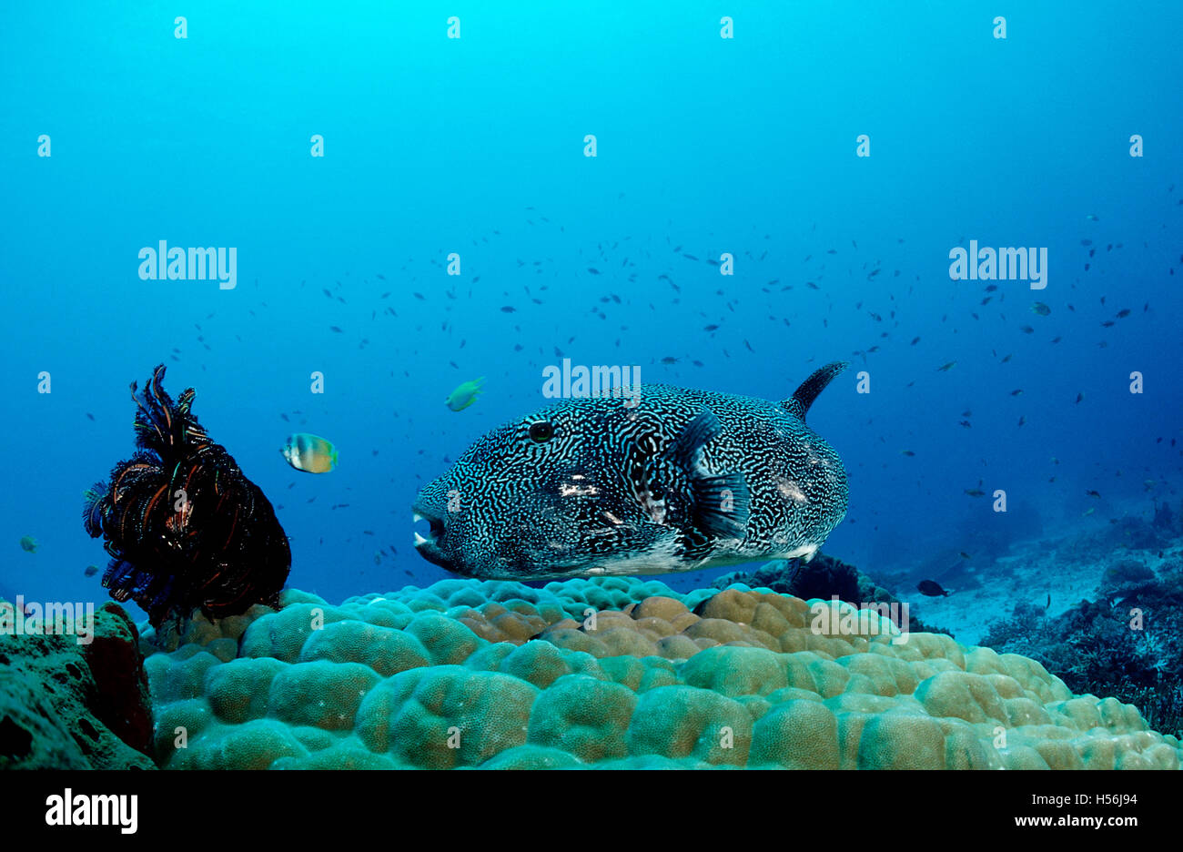 Site puffer (Arothron mappa) sur les pores, Komodo, l'Indonésie, de l'Indo-Pacifique Banque D'Images