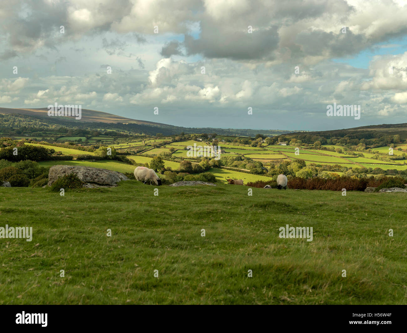 Représentant des paysages de lande près de Corndon Lettaford et par un beau jour d'automne, Dartmoor National Park, Devon, Angleterre Banque D'Images
