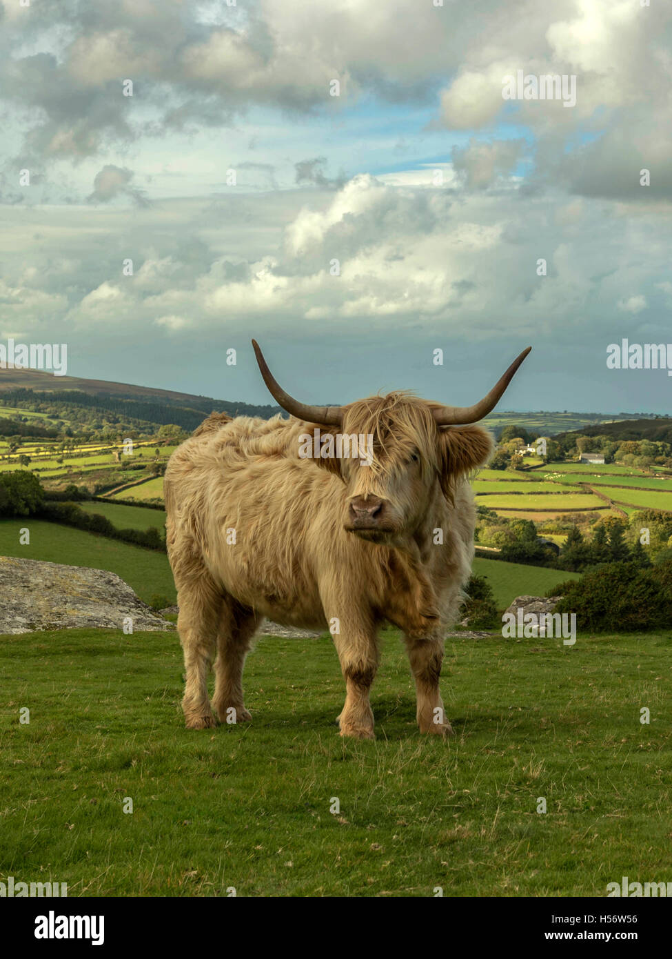 Highland cattle grazing in habitat naturel sur une belle journée d'été près de Lettaford sur Dartmoor National Park, Devon Banque D'Images