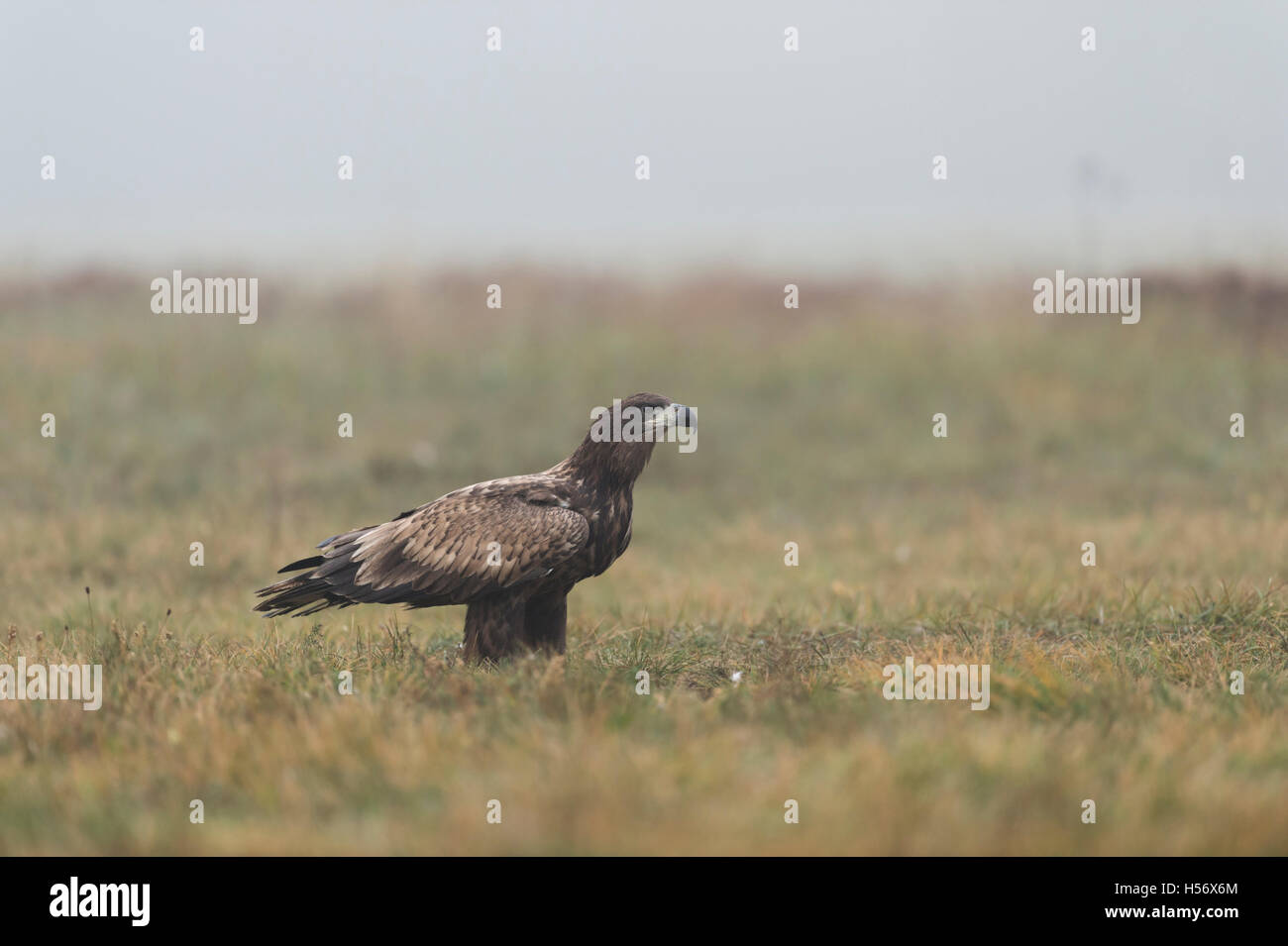 Aigle à queue blanche / aigle de mer ( Haliaeetus albicilla ), oiseau de proie immature, assis sur le sol, regardant attentivement, la faune, l'Europe. Banque D'Images