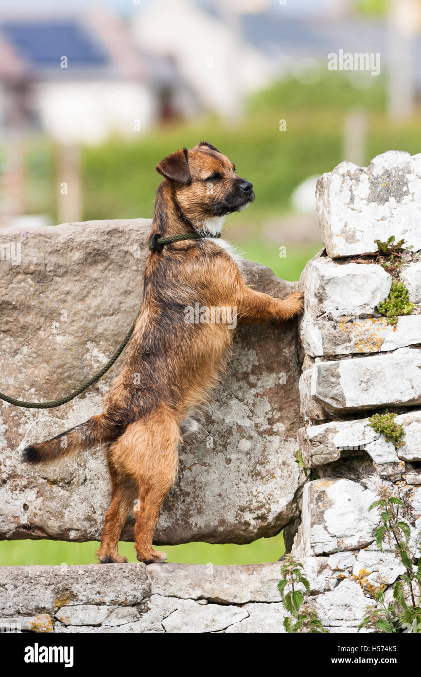 Cross Border terrier chien sur pattes de style à Banque D'Images