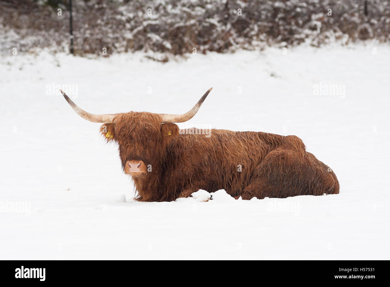 Highland vache couchée dans la neige Banque D'Images
