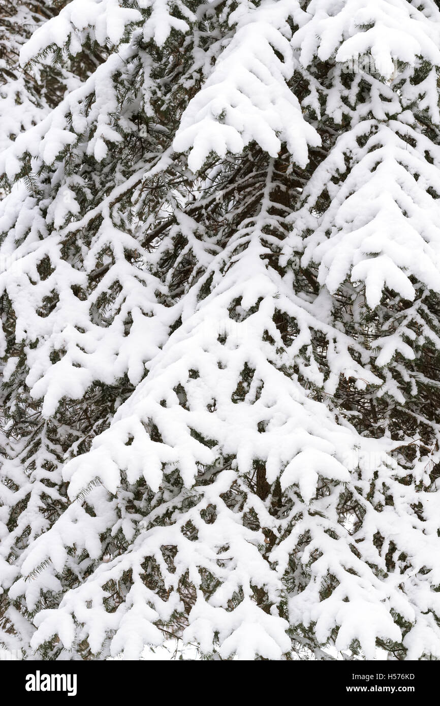 L'hiver les branches d'arbres couverts de neige Banque D'Images