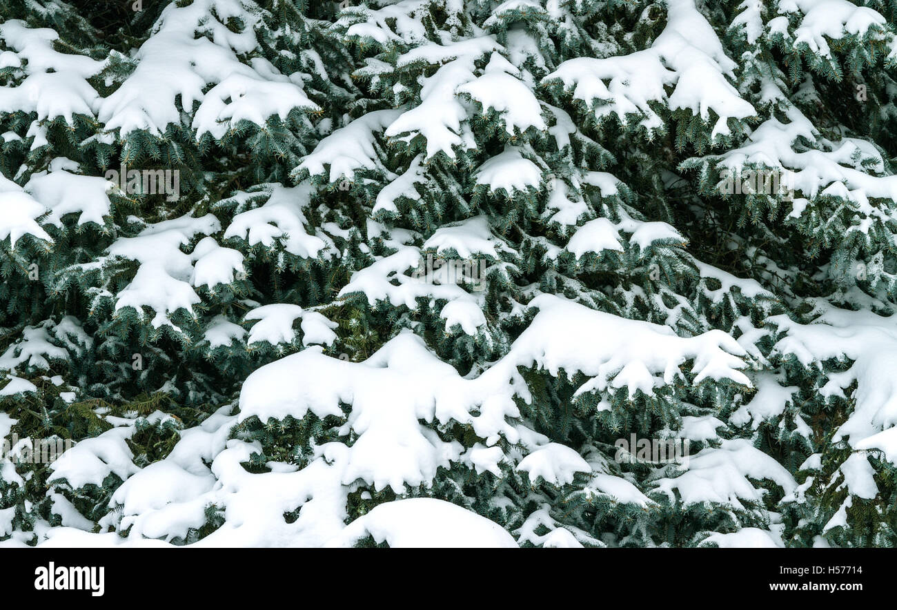 Hiver arbre couvert de neige Banque D'Images