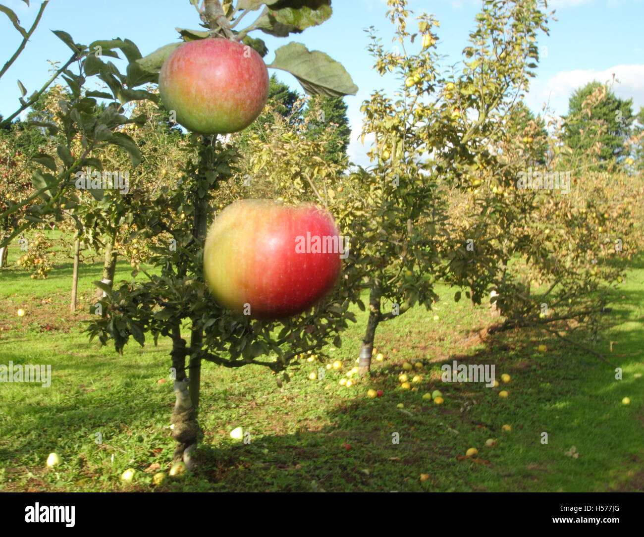 Une pomme mûre tombe d'un arbre dans un verger anglais dans une journée ensoleillée d'automne Banque D'Images