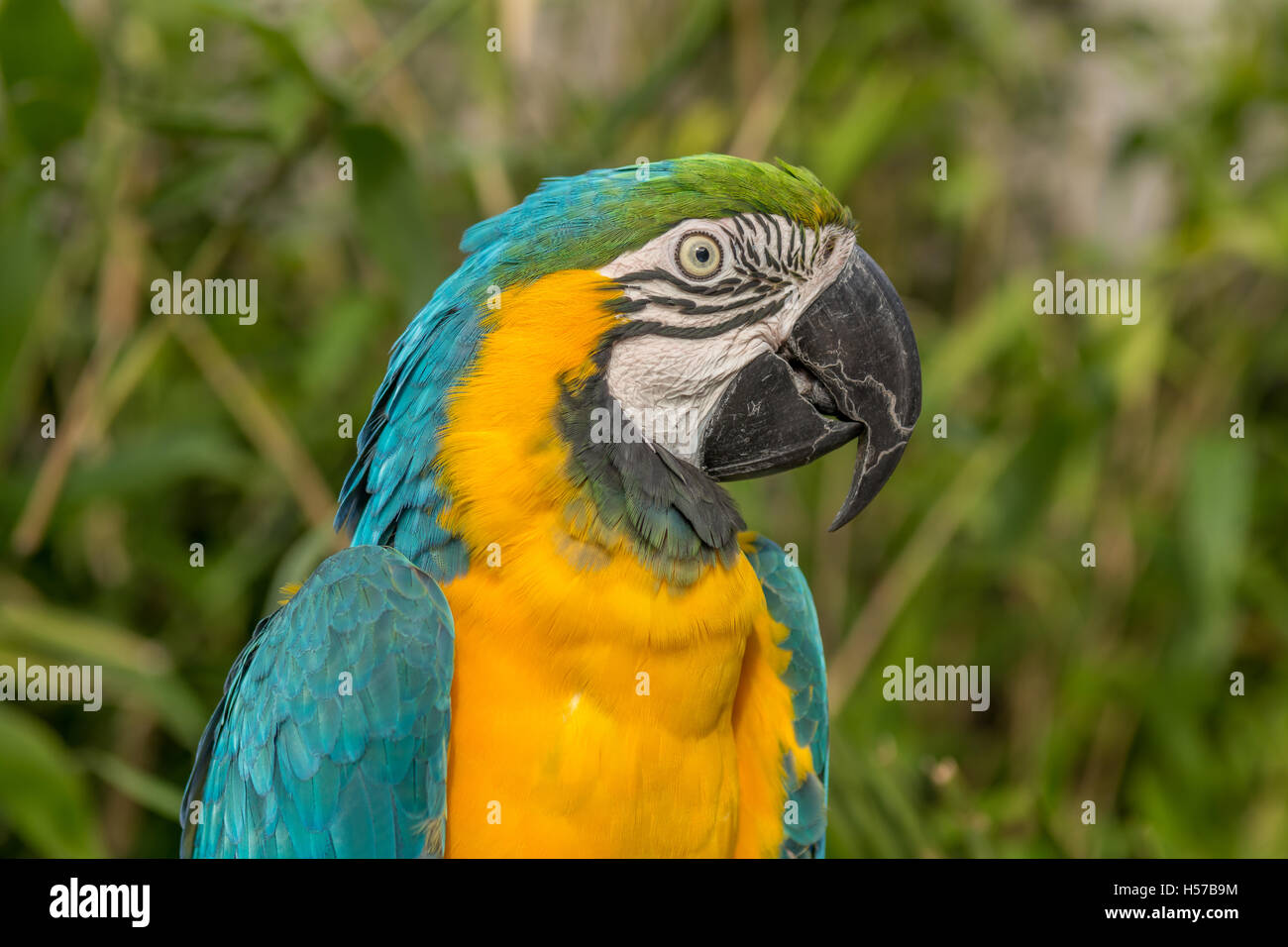 Blue and Gold Macaw Banque D'Images