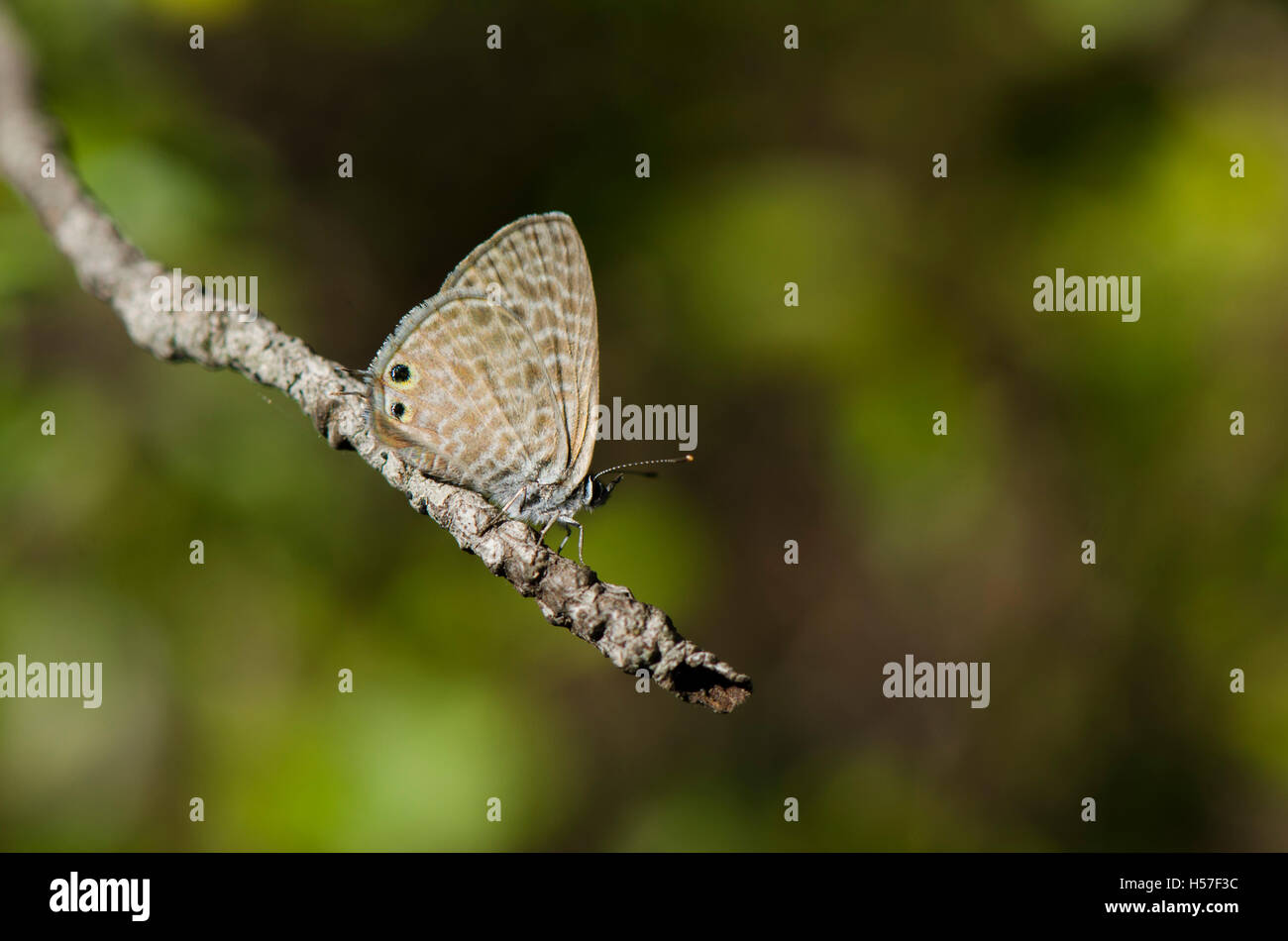 Zebra Blue commun, lang's short-tailed blue, Leptotes pirithous, papillon, Espagne. Banque D'Images
