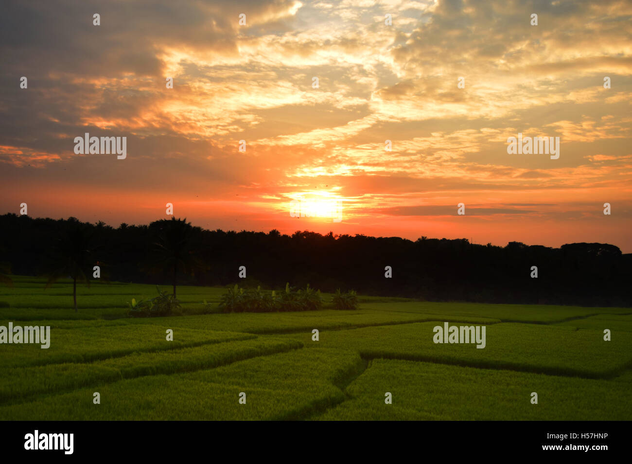 Coucher du soleil dans une rizière verdâtre - combinaison de coucher de soleil jaune doré à reflets verts rizière Banque D'Images