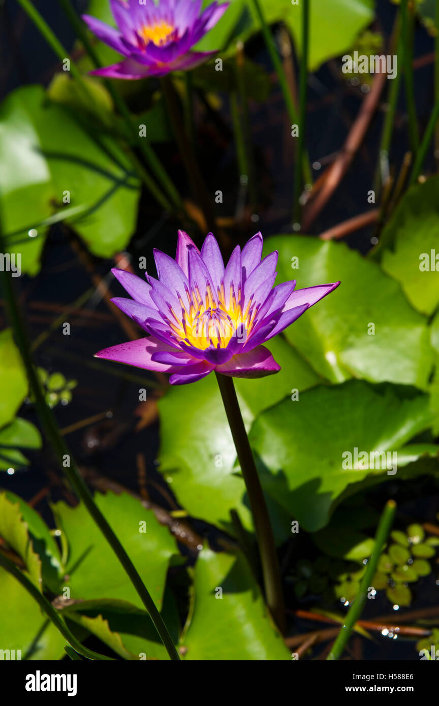 Nil Manel (Nymphaea stellata), la fleur nationale du Sri Lanka Banque D'Images