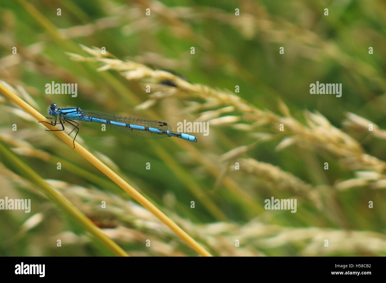 Blue Dragon Fly Banque D'Images