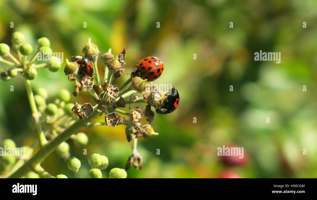 Coccinelles en campagne du Kent UK Banque D'Images