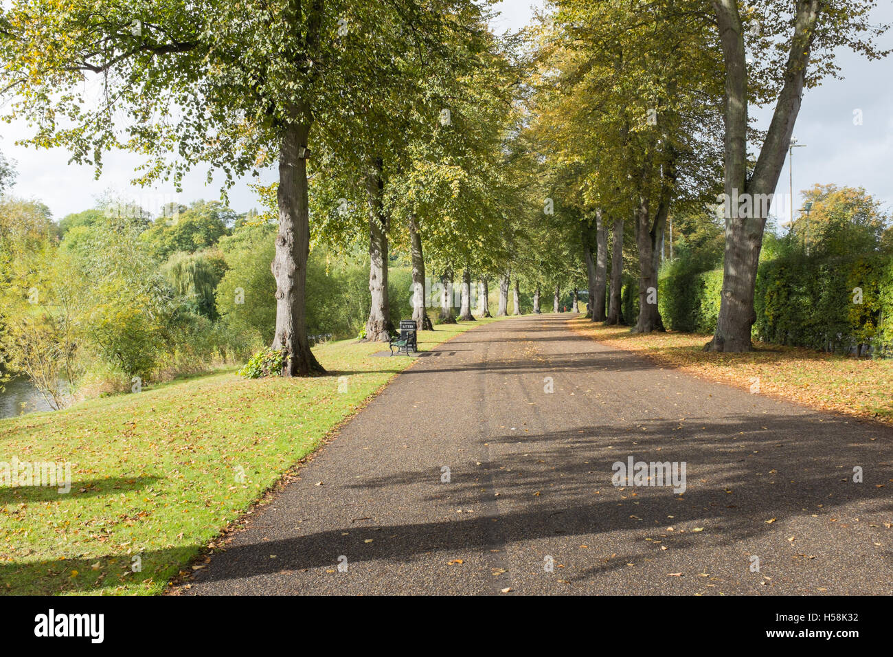 Chemin bordé d'arbres à travers le parc de la carrière à Shrewsbury Banque D'Images