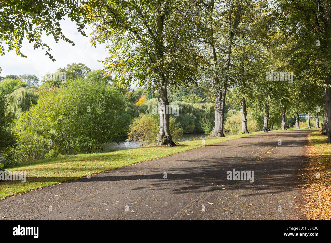 Chemin bordé d'arbres à travers le parc de la carrière à Shrewsbury Banque D'Images