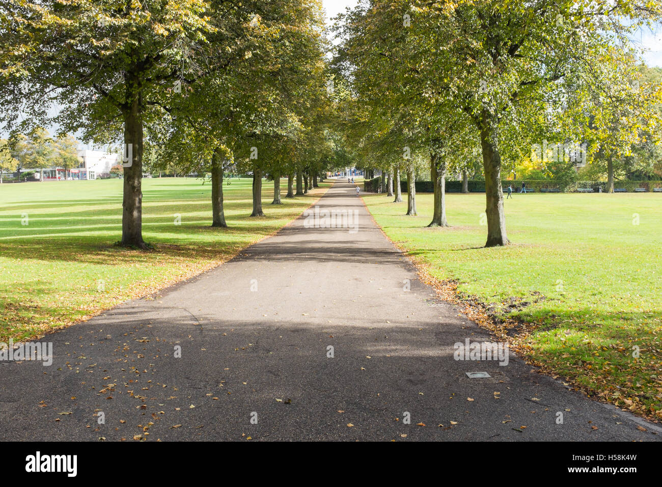 Chemin bordé d'arbres à travers le parc de la carrière à Shrewsbury Banque D'Images