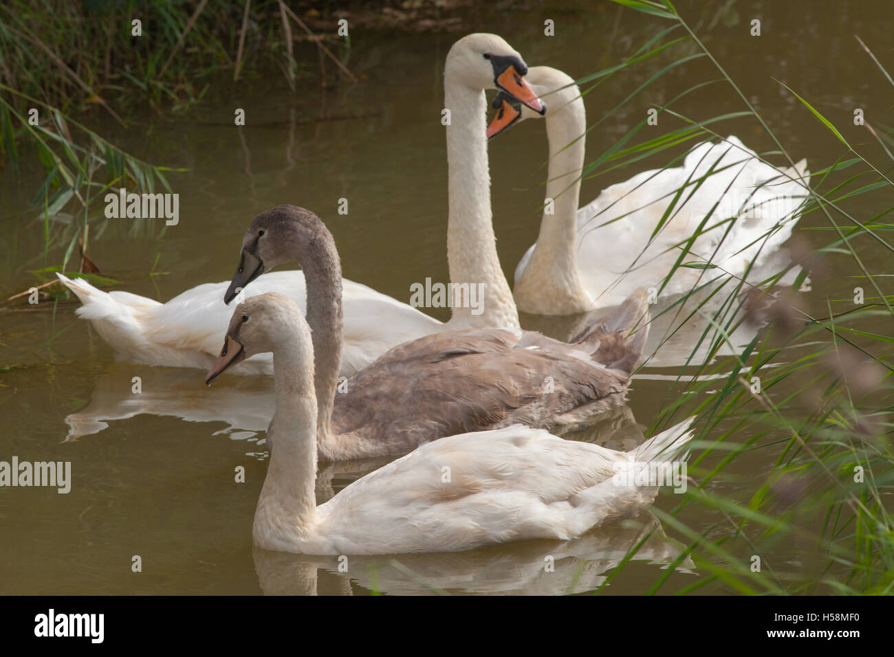 Le Cygne tuberculé (Cygnus olor). Famille, drainage Broadland dyke. Cygnet est d'avant la phase polonais blanc, retard de phase brun-gris Banque D'Images