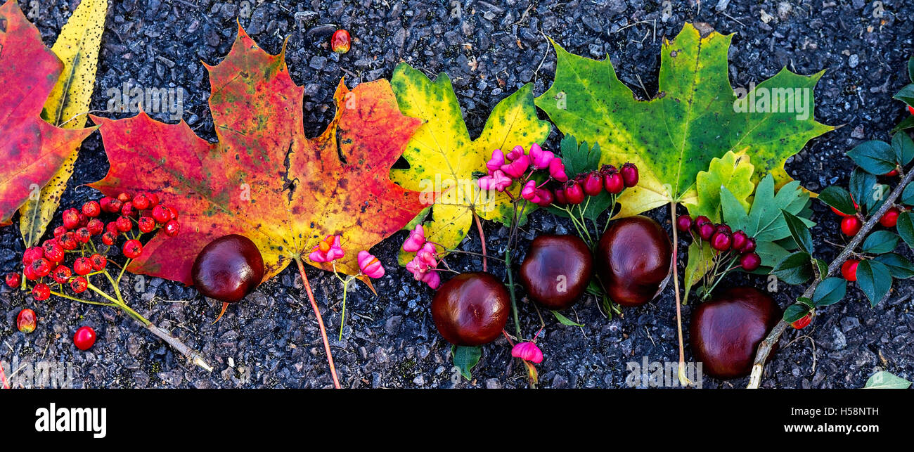 Les feuilles d'automne, baies et conkers Banque D'Images