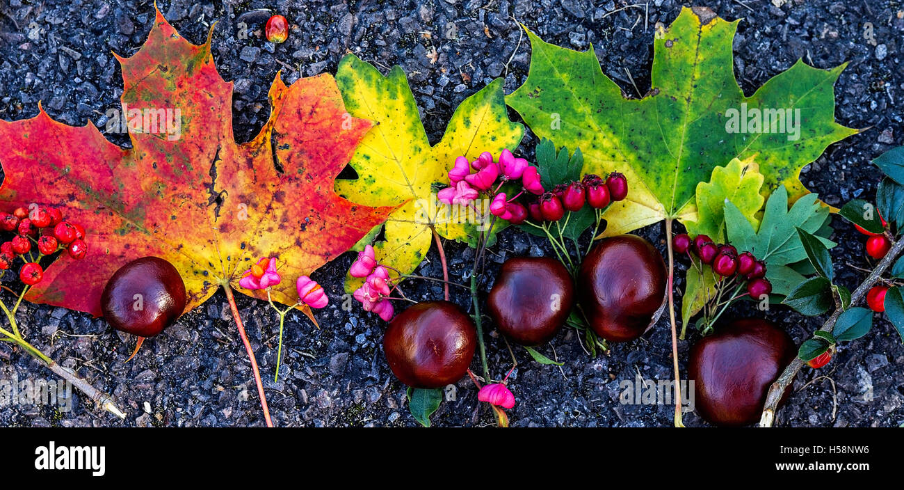 Automne Automne Nature morte avec des feuilles, des baies et des conkers Banque D'Images