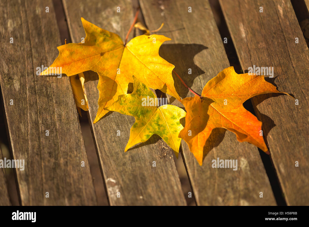 Les feuilles d'automne sur un banc Banque D'Images