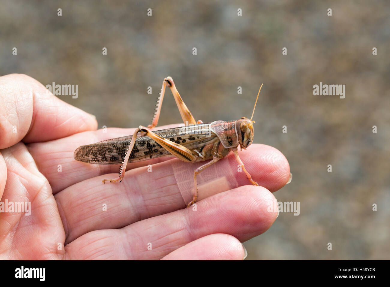 Criquet pèlerin (Schistocerca gregaria). Reposant sur les doigts d'un homme. Banque D'Images