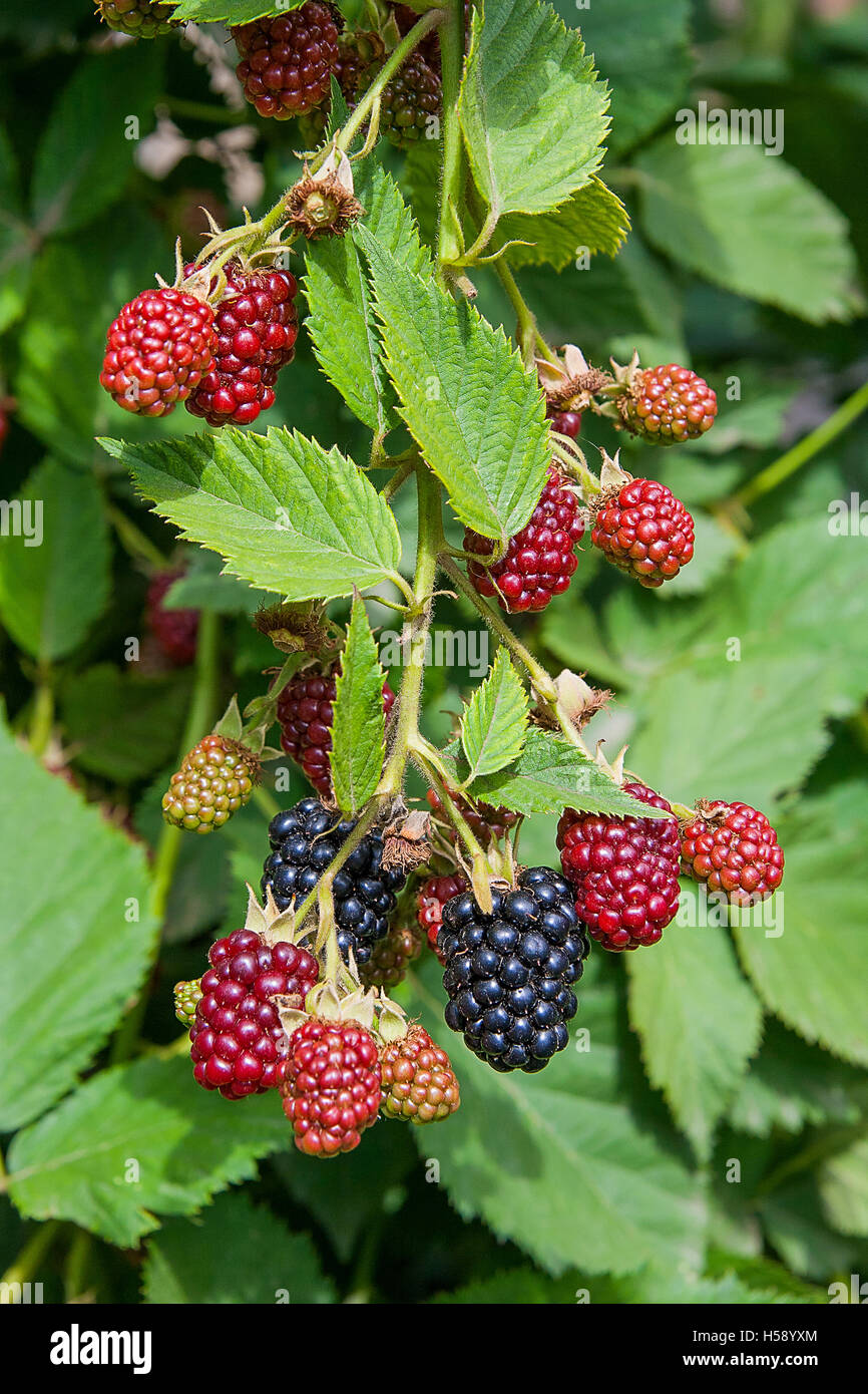 Le rouge et le noir des mûres sauvages buissons et branches sur fond vert dans le jardin pendant une journée ensoleillée. Banque D'Images