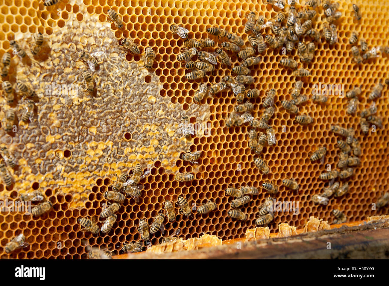 Vue rapprochée du groupe de travail sur le nid d'abeilles avec du miel doux. Le miel est l'apiculture produits sains. Le miel d'abeilles recueillies Banque D'Images