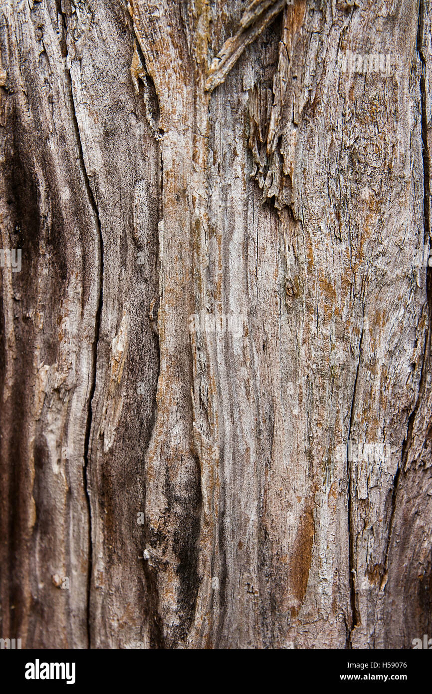Résumé en bois texture. Vintage style rustique. Surface naturelle, vintage background Banque D'Images