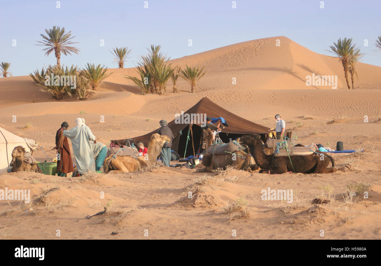 Camping dans les dunes. Randonnée à dos de chameau dans le désert du Sahara près de Zagora, dans le sud du Maroc. Spectacles de chameaux, de touristes de l'ouest de tribesmen et de tente bédouine Banque D'Images