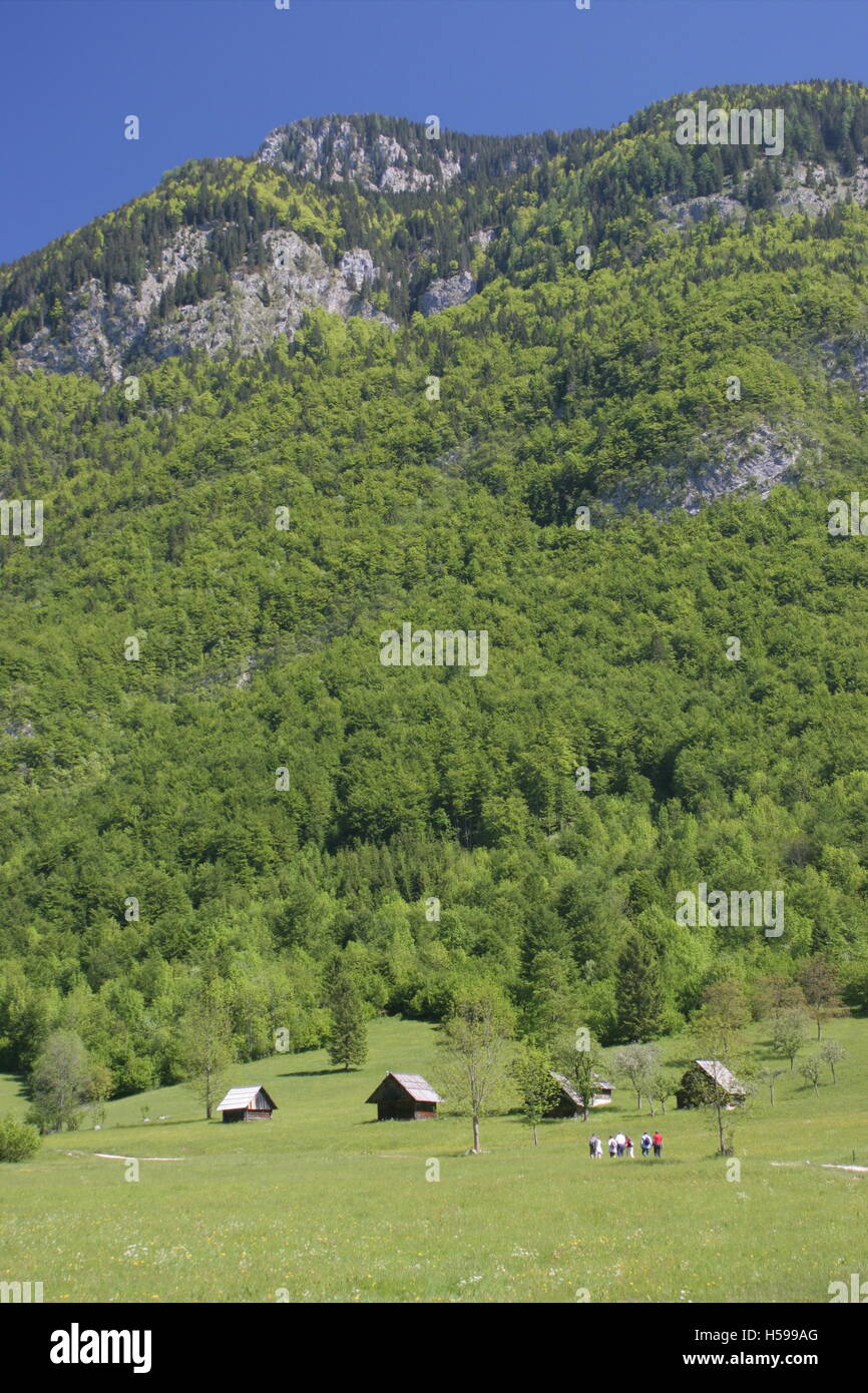 Un lointain groupe de marche dans les champs à proximité de Alpine Lake Bohinji dans le parc national du Triglav, le nord de la Slovénie. Banque D'Images
