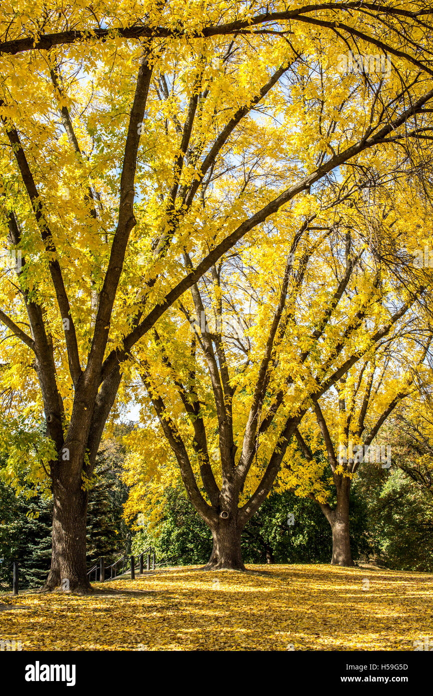 Un trio d'arbres jaune vif Banque D'Images