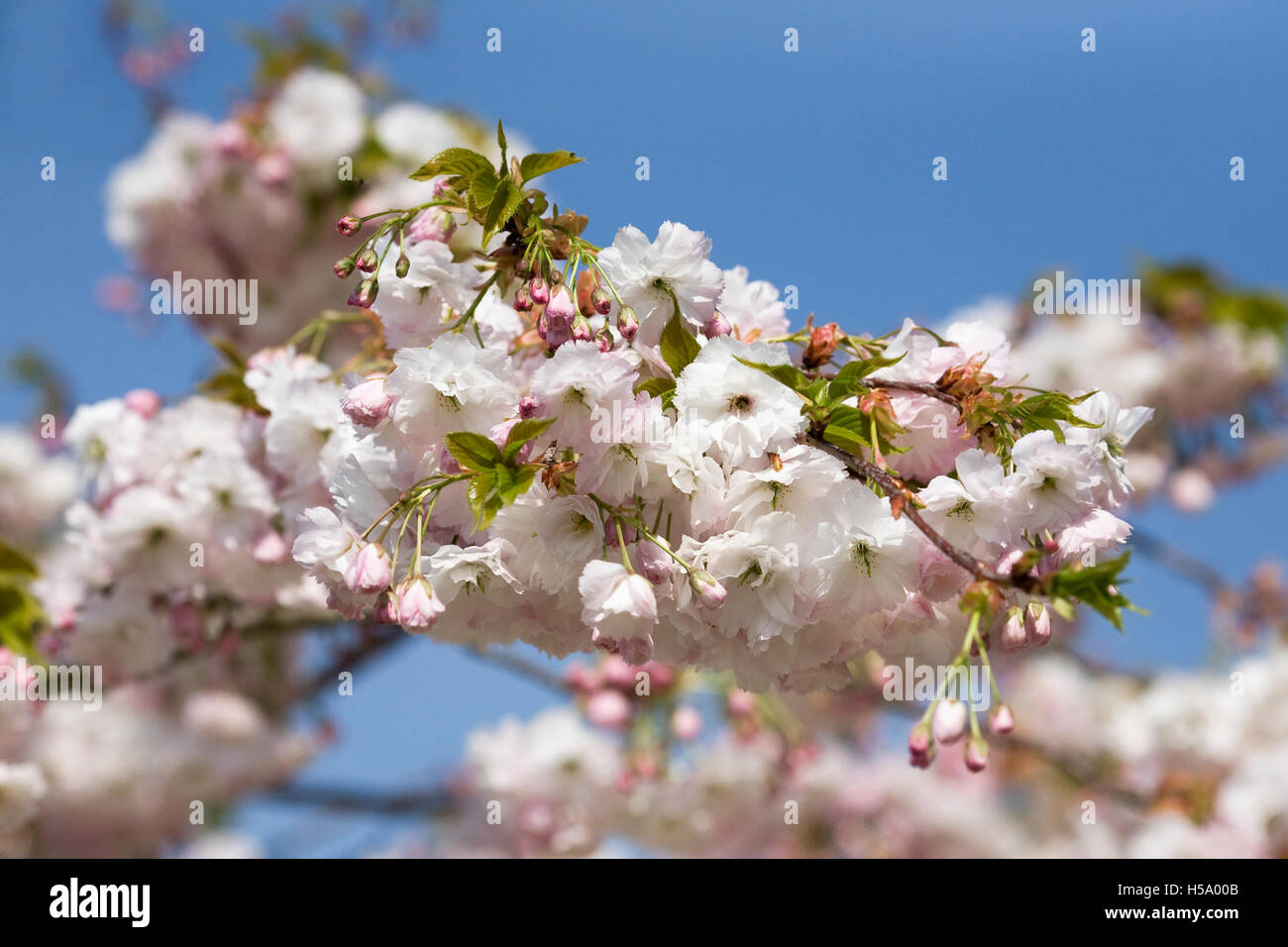 Prunus 'Shogetsu' en fleurs au printemps. Cerisiers en fleurs dans un jardin anglais. Banque D'Images