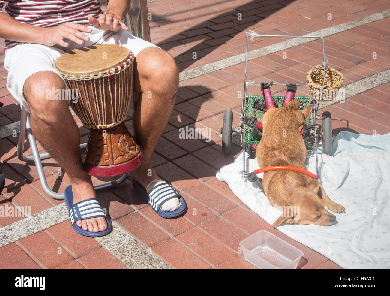 Musicien ambulant en Espagne avec sa mobilité chien. Chien a panier pour collecter de l'argent sur les pattes du châssis Banque D'Images