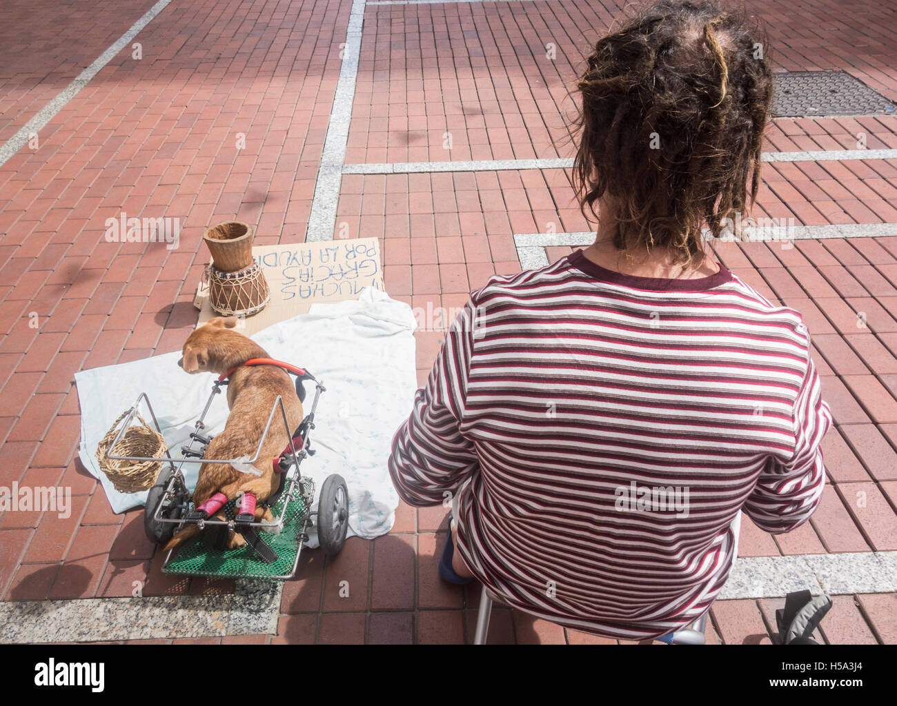 Musicien ambulant en Espagne avec sa mobilité chien. Chien a panier pour collecter de l'argent sur les pattes du châssis Banque D'Images