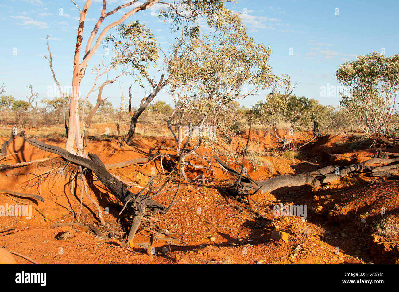 Eucalyptus dans Dry Creek - Kimberley - Australie Banque D'Images
