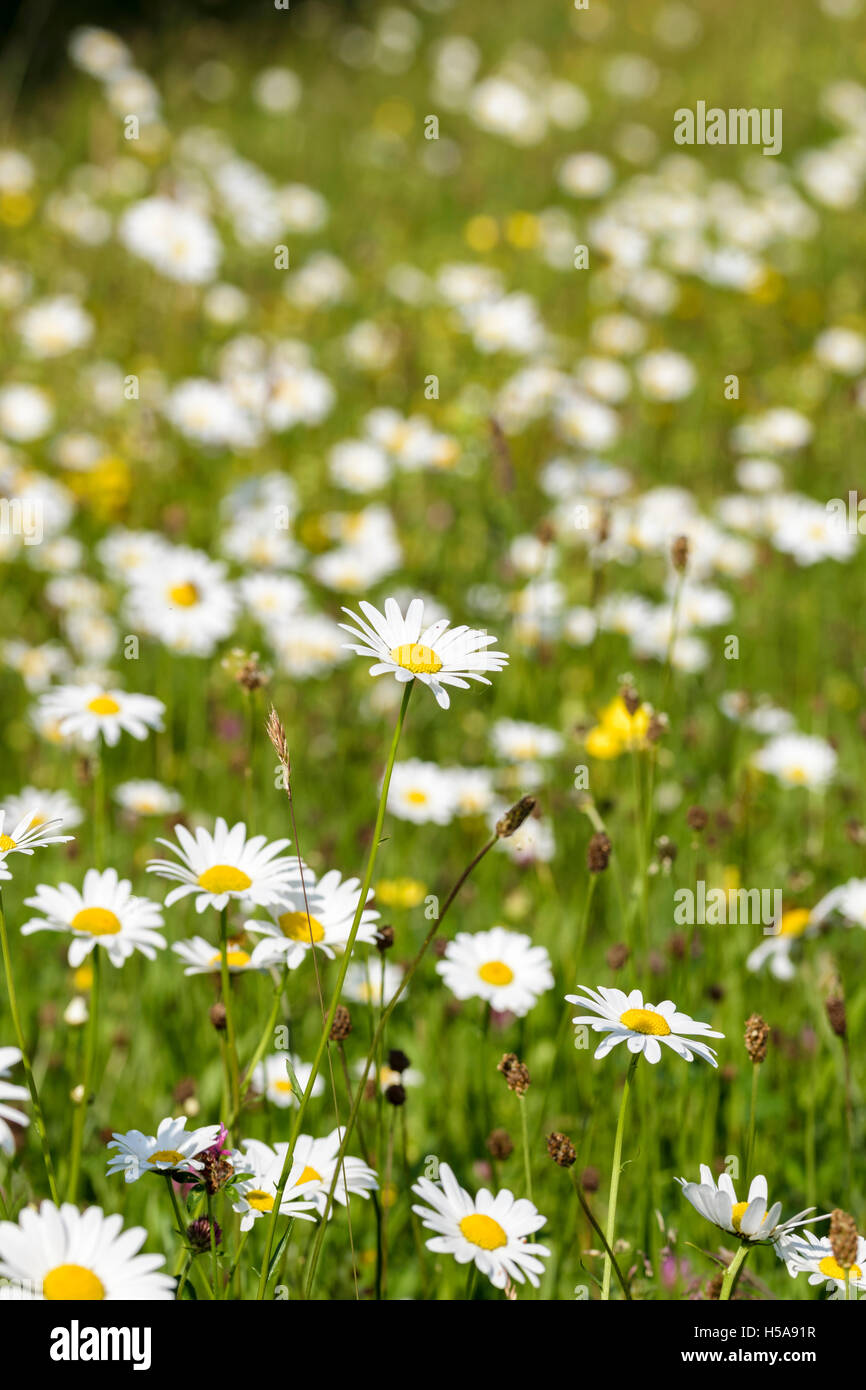 La grande marguerite Leucanthemum vulgare croissant dans une prairie de fleurs sauvages sur Anglesey au nord du Pays de Galles Banque D'Images