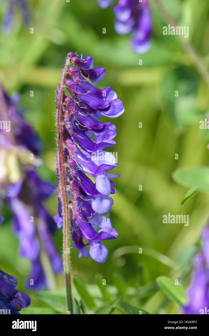 Vicia cracca vesce jargeau à partir de la famille des pois et vetchlings Banque D'Images