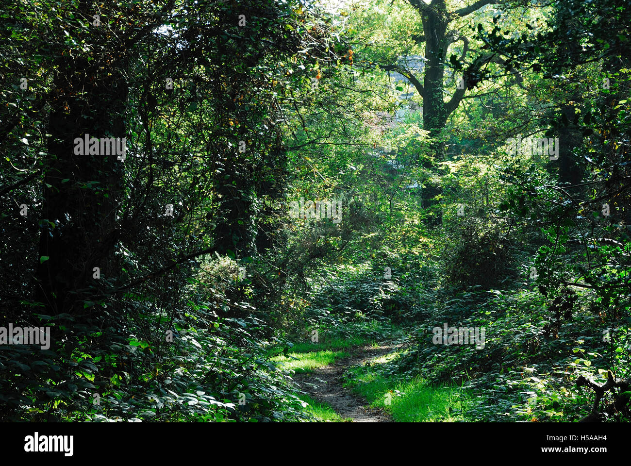 Titlark Copse, Valley Park Bois près de Chandlers Ford, Hamshire, UK Banque D'Images