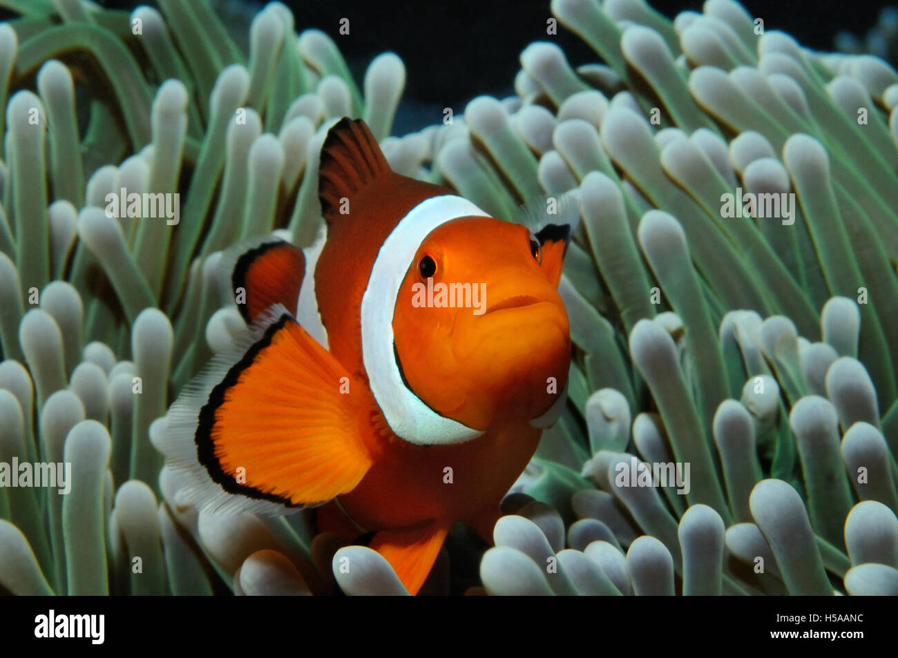 (Amphiprion ocellaris clownfish ouest (poissons clowns, False Percula Clownfish)) se cache dans l'anémone, Puerto Galera, Philippines Banque D'Images