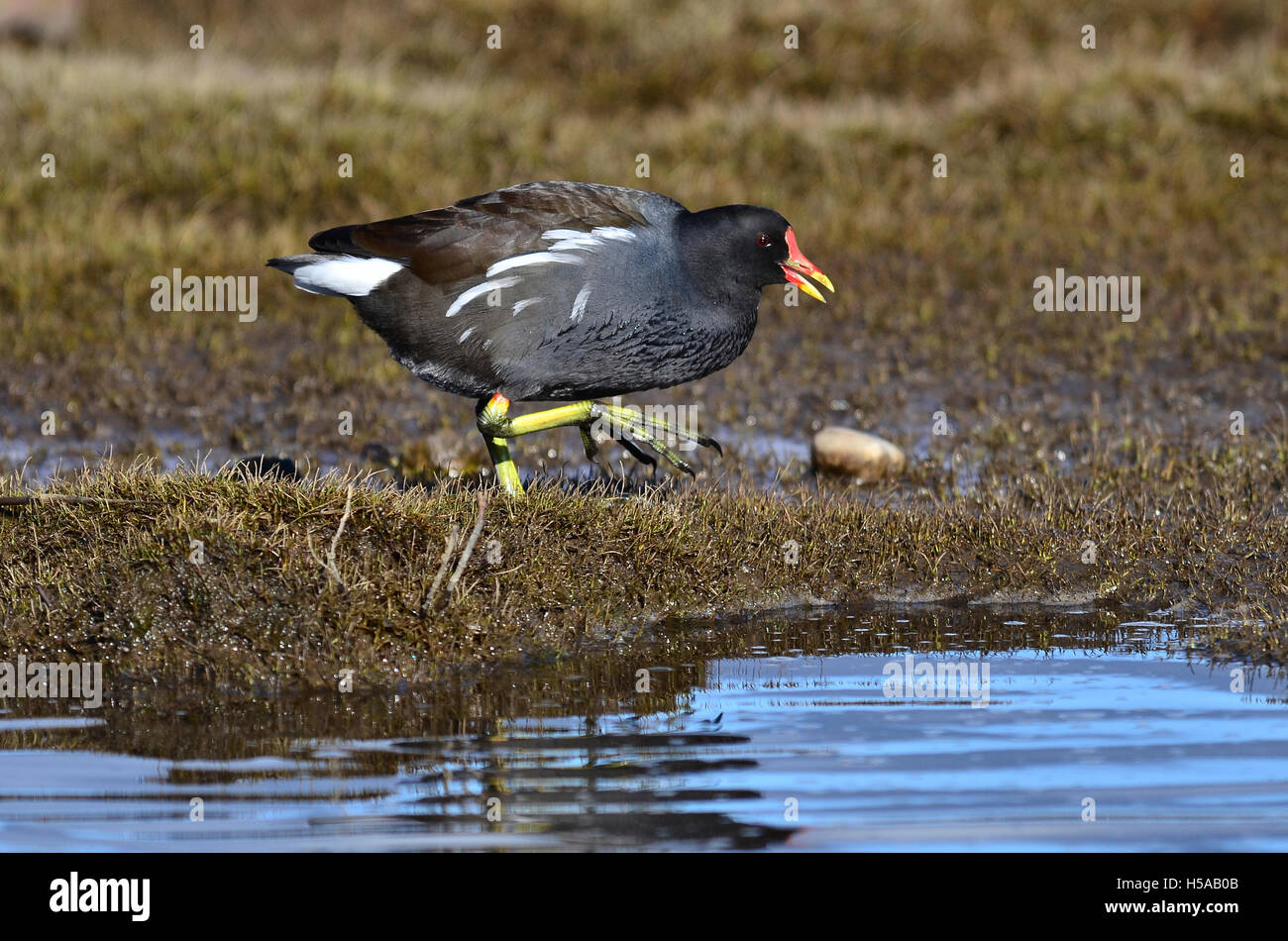 Gallinule poule-d'une marche sur les vasières UK Banque D'Images