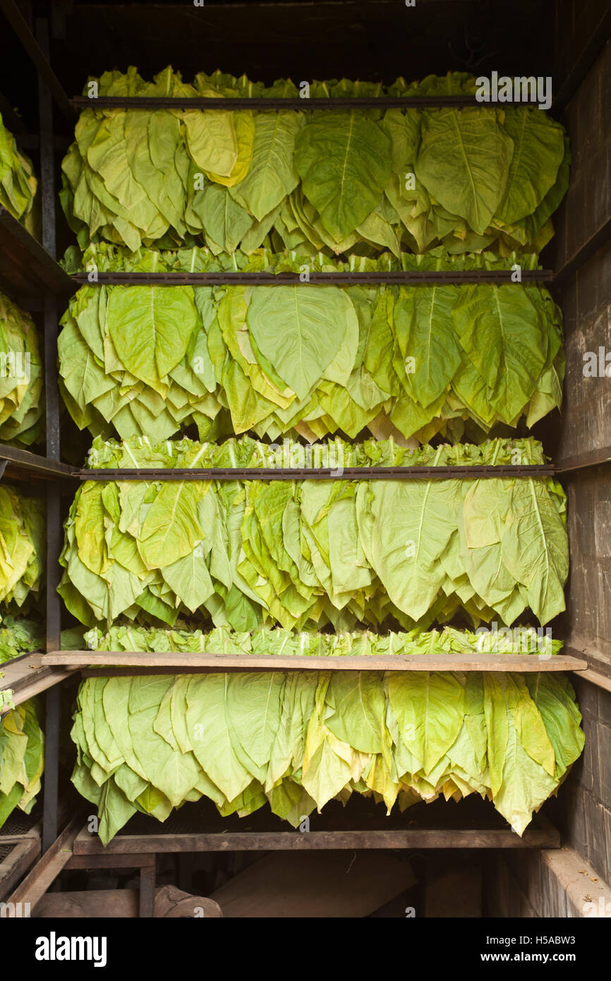 Feuilles de tabac ou de séchage sécheur traditionnel vert feuilles background Banque D'Images Feuilles de tabac ou de séchage sécheur traditionnel vert feuilles background Banque D'Images