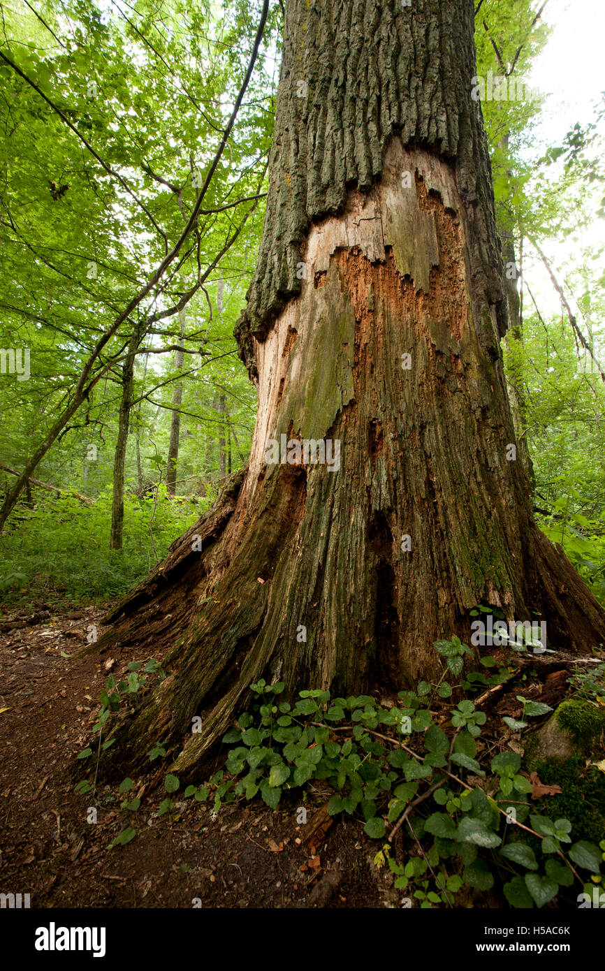 Gros pourri vieil arbre dans la forêt naturelle, réserve naturelle Banque D'Images