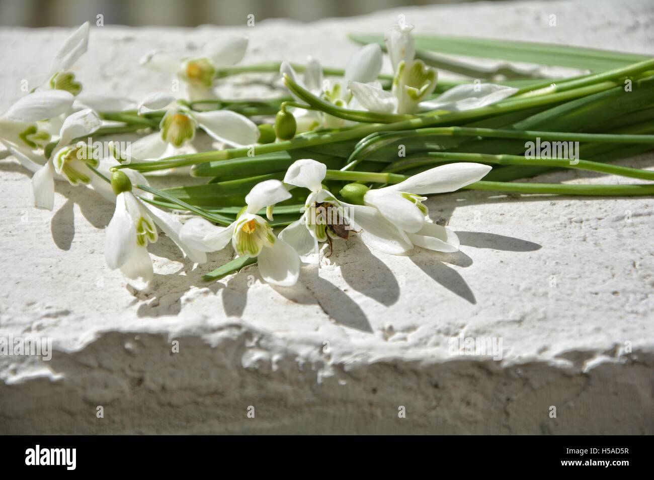 Certains perce-neige sur mur blanc avec fleur en insectes Banque D'Images