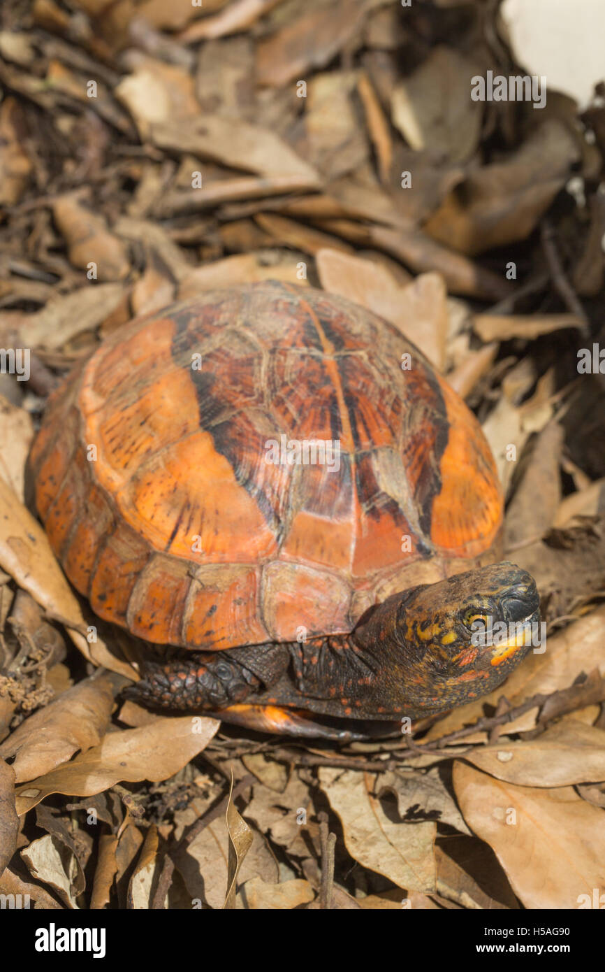 Fort Flowerback indochinois (Cuoro galbinifrons). Espèces en danger critique d'extinction. Banque D'Images