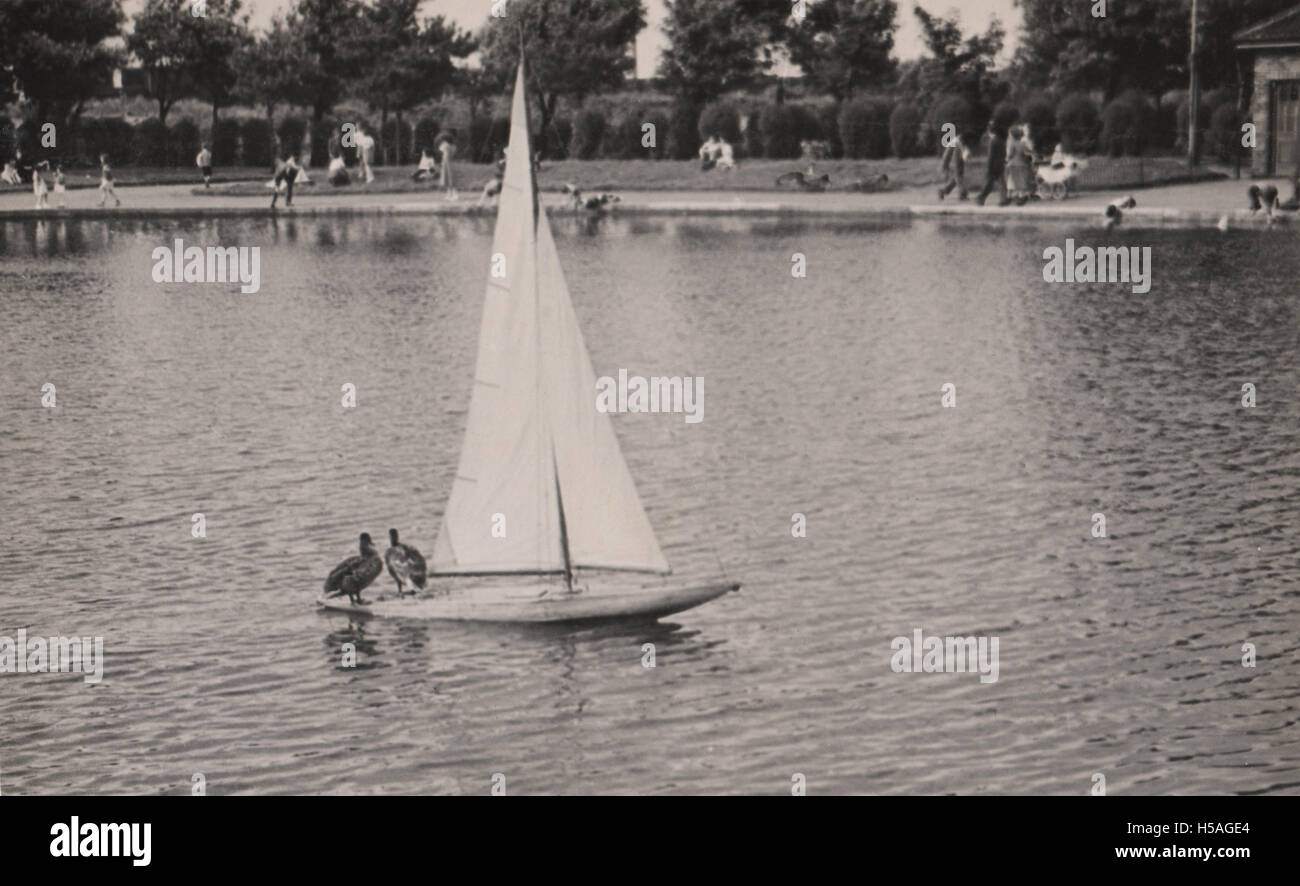 Photo d'époque du lac Boating de Sefton Park à Liverpool vers 1950. Montrant un modèle de yacht de voile avec deux canards hitching une promenade Banque D'Images