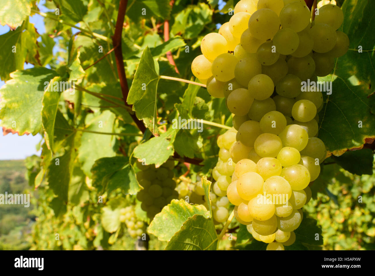 Weißenkirchen in der Wachau : raisins, vignoble, Wachau, Niederösterreich, Autriche, Autriche Banque D'Images