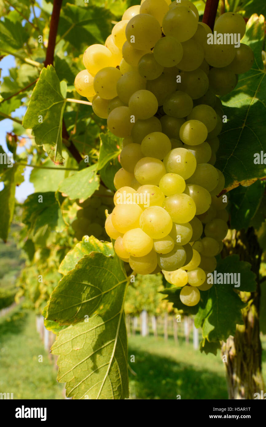 Weißenkirchen in der Wachau : raisins, vignoble, Wachau, Niederösterreich, Autriche, Autriche Banque D'Images