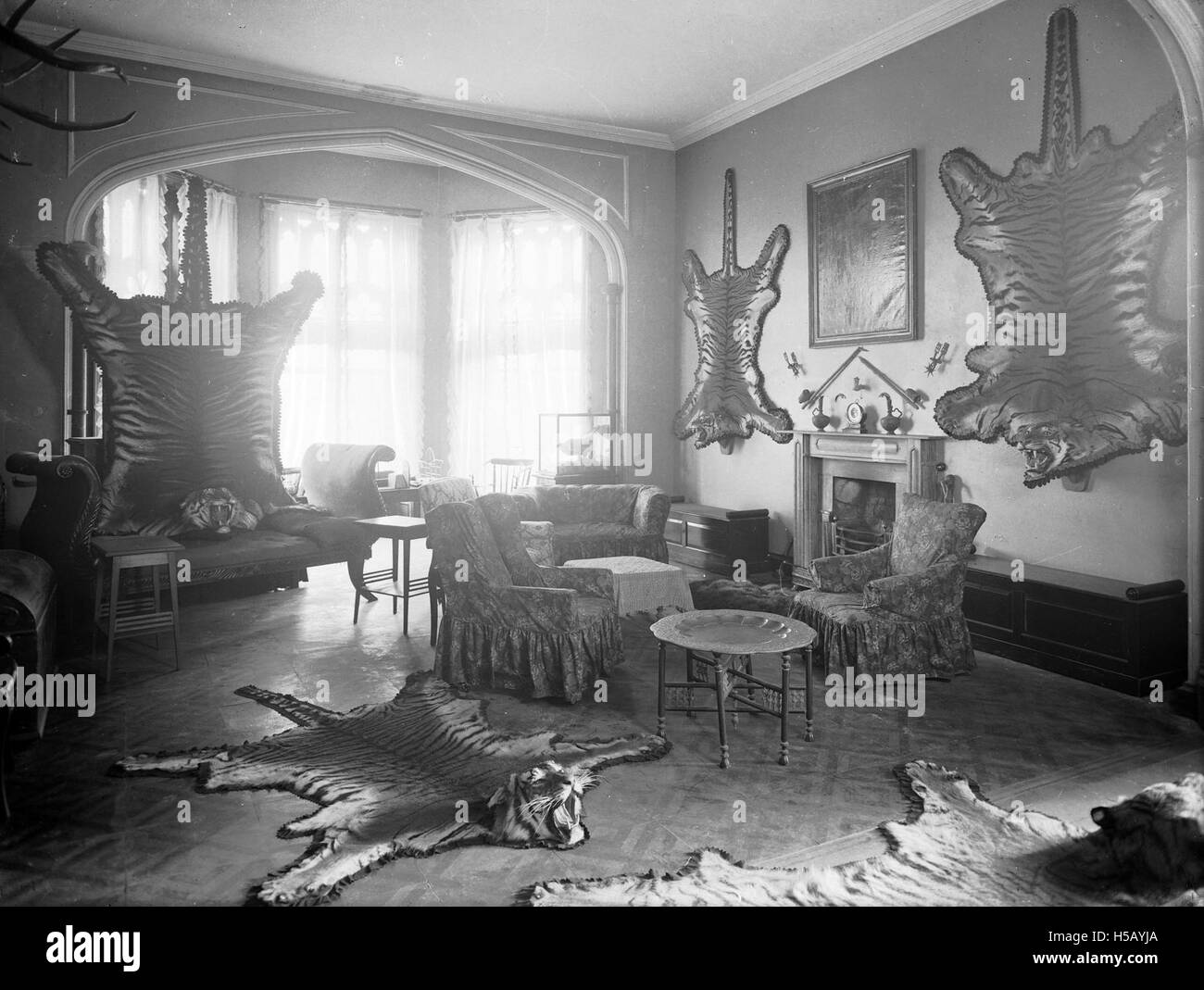 Ce titre fait référence à la pratique de la reproduction des tigres ou de leur maintien en captivité en dehors de leur habitat naturel. La phrase met en lumière les défis et les considérations éthiques de cette pratique, où les tigres sont souvent élevés dans des environnements qui n’imitent pas la nature, affectant leur comportement et leur bien-être. Banque D'Images